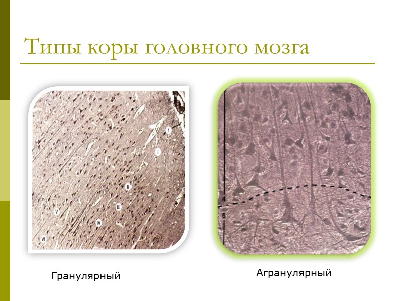 Типы коры головного мозга Гранулярный Агранулярный